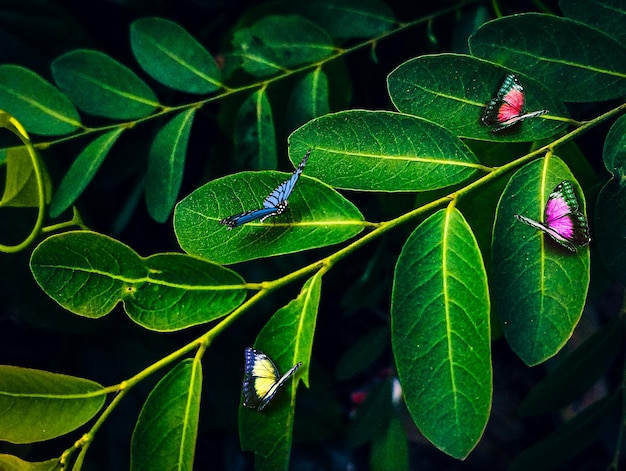 Een blad met blauwe en gele vlinders erop