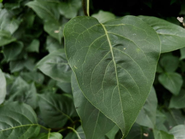 Een blad met een groen blad waarop het woord "b" staat