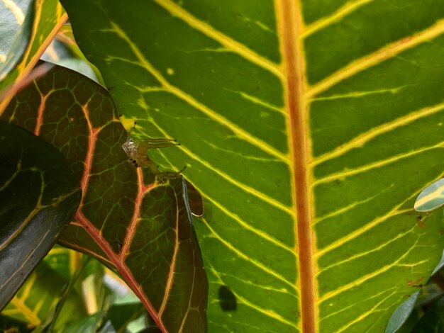 Een blad met een insect erop en de lijnen in het midden zijn geel.