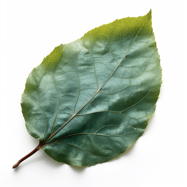 Een blad met groene bladeren op een witte achtergrond