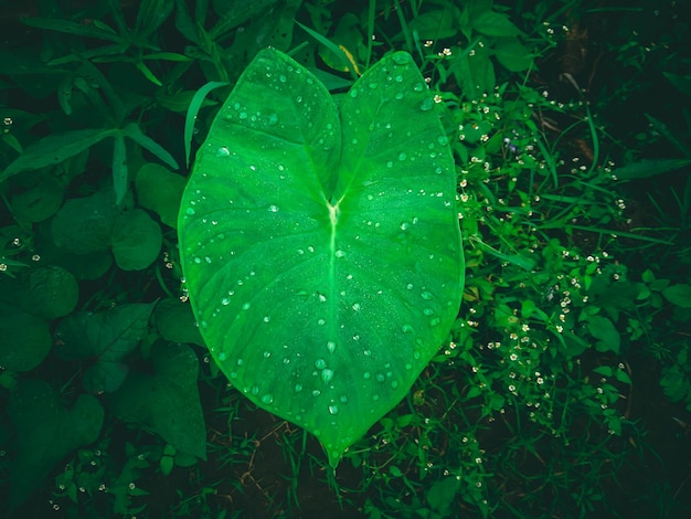 Een blad met waterdruppels erop is bedekt met regendruppels.