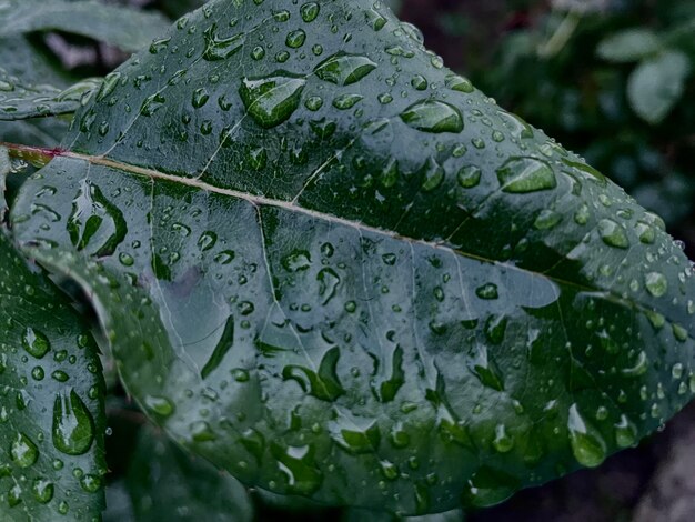 Een blad met waterdruppels erop is bedekt met regendruppels.