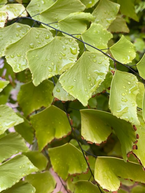 Foto een blad met waterdruppels erop