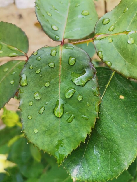 Een blad met waterdruppels erop