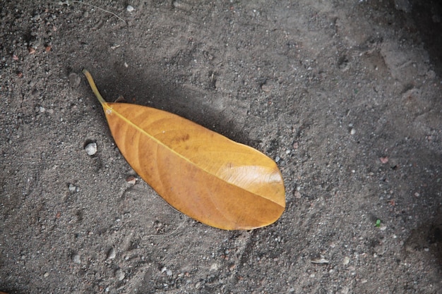 Foto een blad op de grond heeft een gele kleur.