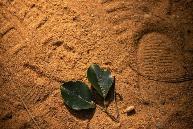 Een blad op de grond ligt op de grond