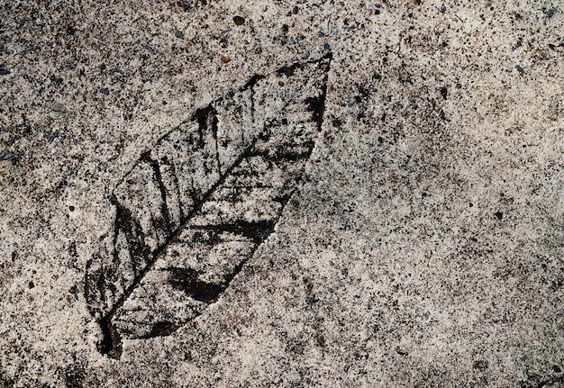 Een blad op een betonnen ondergrond wordt in zwart-wit weergegeven.