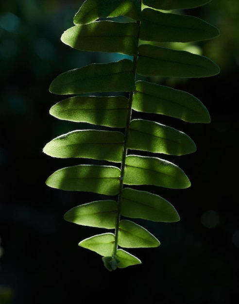 Een blad van een boom in het bos