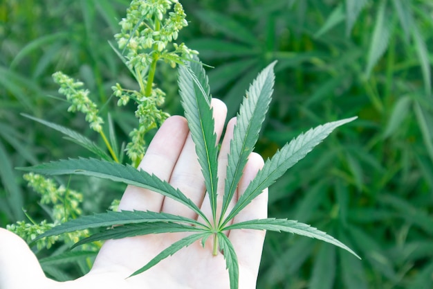 Een blad van marihuana in de hand. Medische marihuana. Cannabis planten