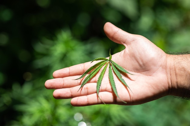 Een blad van marihuanamedicijn in de hand. Cannabiskweekpercelen met zonlicht. Kruiden alternatieve geneeskunde, cbd olie concept.