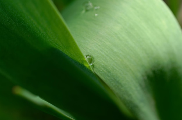 Een blad waar water op zit