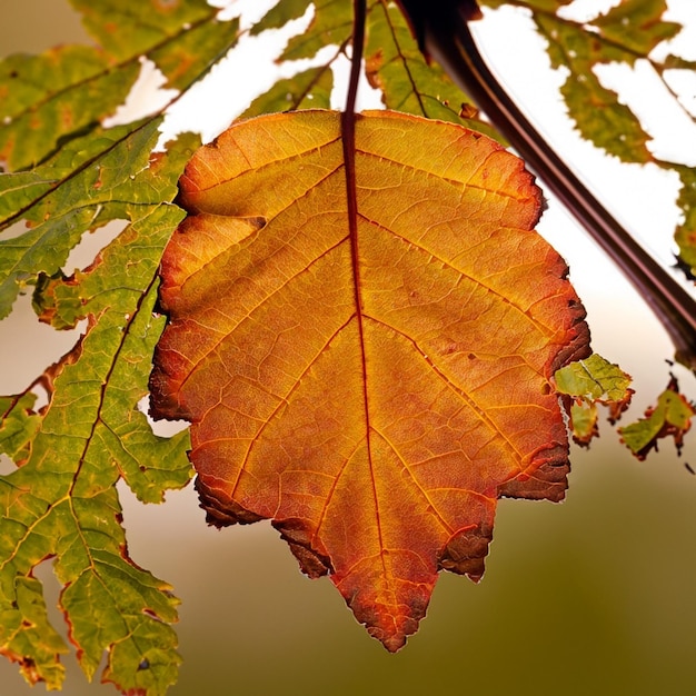 Een blad