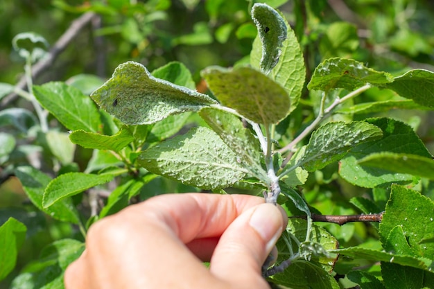 Een bladluiskolonie op de groene bladeren van een pruimentak die door de vingers van de tuinman wordt vastgehouden Insectenplagen van jonge groene scheuten