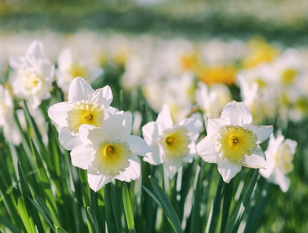 Een blauw-witte foto van een veld met narcissen.