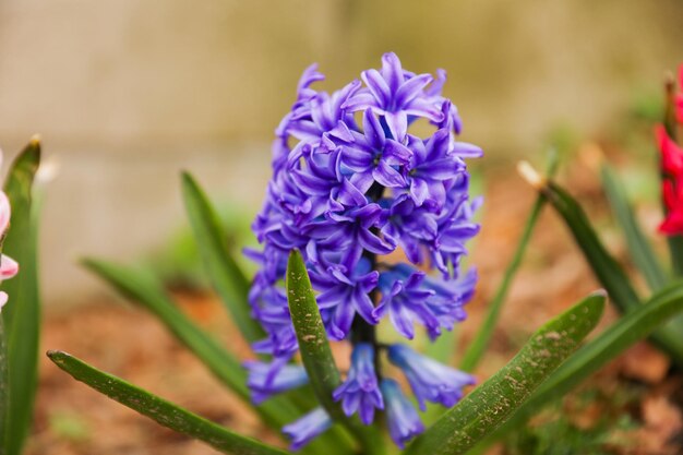 Een blauwe bloem in de tuin