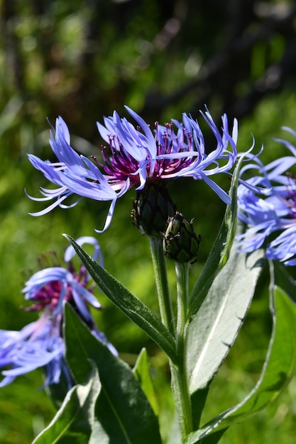 Foto een blauwe bloem met een bij erop