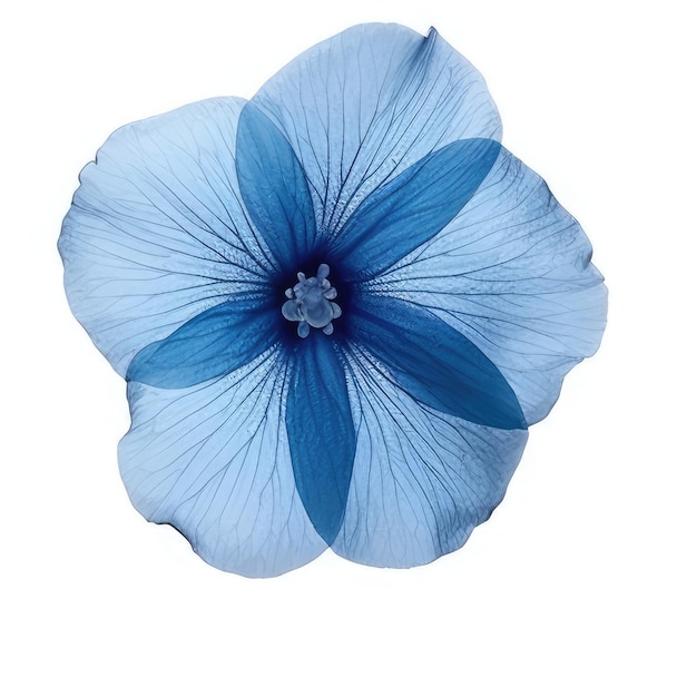 Een blauwe bloem met een blauw bloemblad waarop "de naam van de bloem" staat