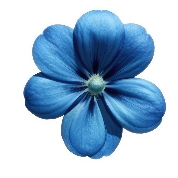 Een blauwe bloem met in het midden de blauwe bloemblaadjes.