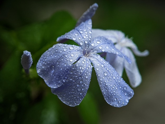 Een blauwe bloem met waterdruppeltjes erop