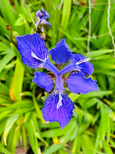 Een blauwe bloem met witte meeldraden staat in een veld.