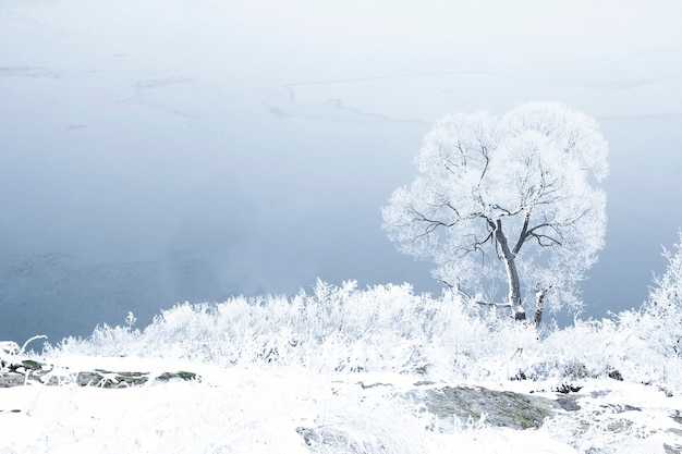 Een blauwe de winterbosbomen