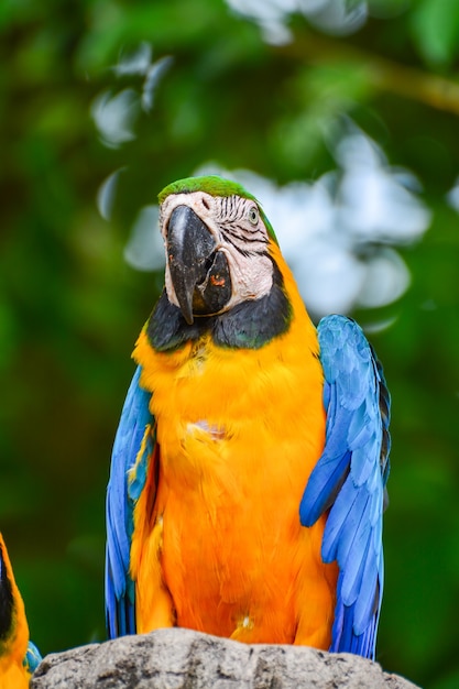 Een blauwe en gele papegaaien