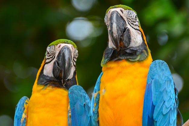 Een blauwe en gele papegaaien