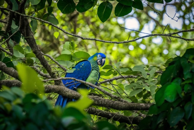 Een blauwe en groene papegaai zit op een tak in een boom