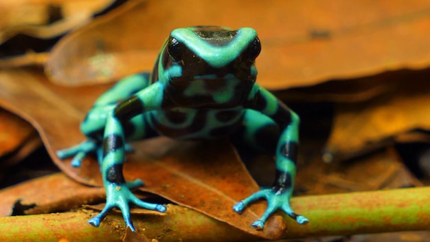 Een blauwe en groene pijlgifkikker zit op een blad