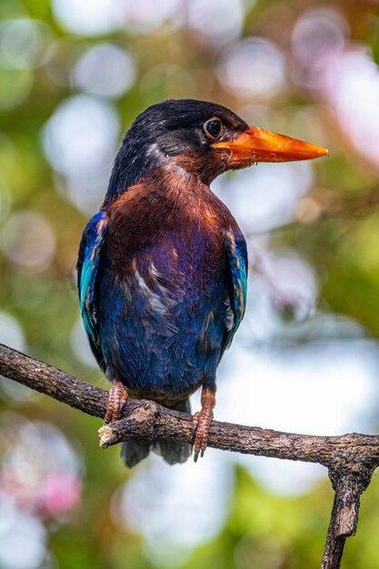 Foto een blauwe en paarse vogel zit op een tak.