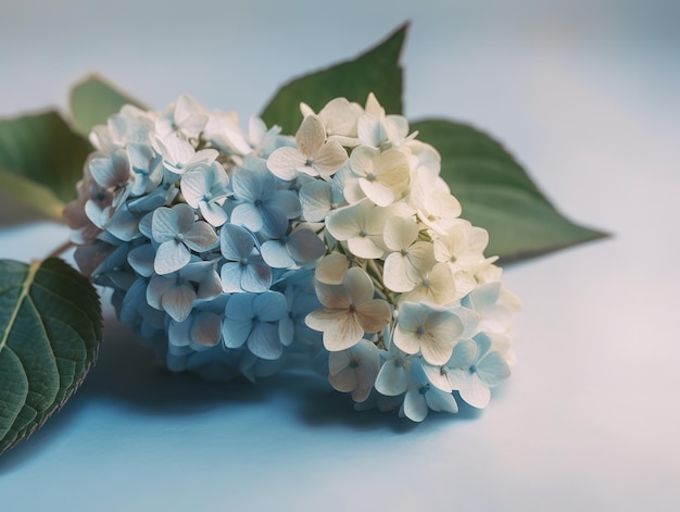 Een blauwe hortensia met groen blad en een witte bloem