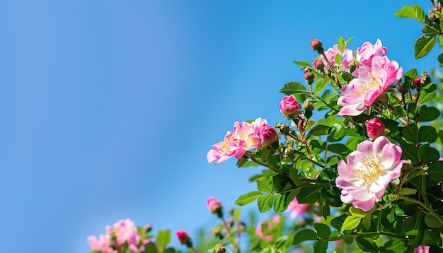 Een blauwe lucht met roze rozen op de voorgrond en een blauwe lucht op de achtergrond.