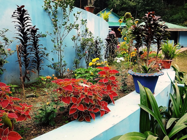 Een blauwe muur met daarin een plantenbak met rode bladeren