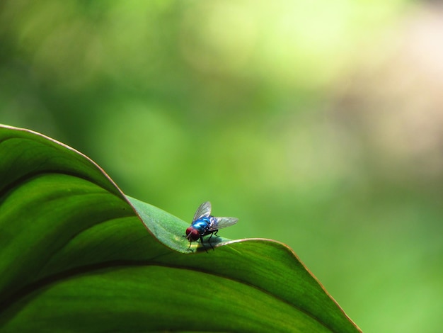 Een blauwe vlieg zit op een blad met een groene achtergrond.