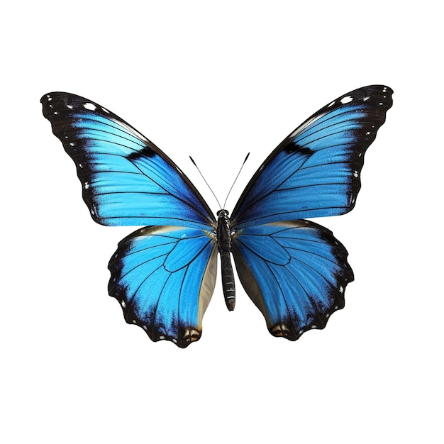 Een blauwe vlinder met zwart-witte vleugels wordt getoond op een witte achtergrond.