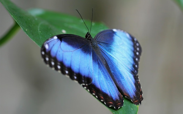 Een blauwe vlinder zit op een blad