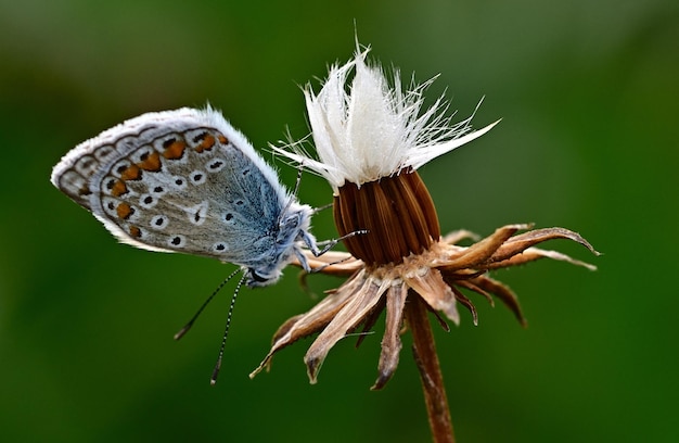 Een blauwe vlinder zit op een bloem met een groene achtergrond.