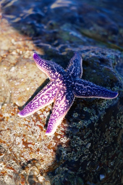 Een blauwe zeester die op een rots in de zee ligt