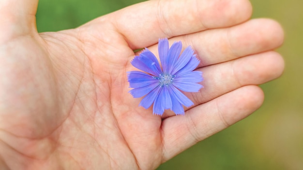 Foto een blauwe zeugdistel die in de hand ligt. concept van de natuur in menselijke handen.