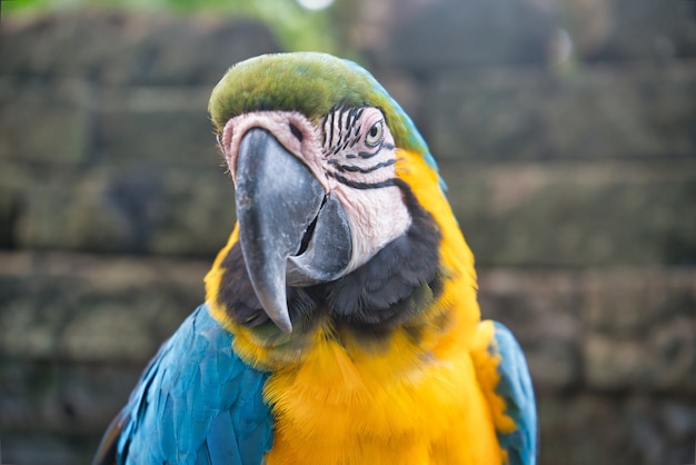 Een blauwgele ara papegaai in Thai Zoo