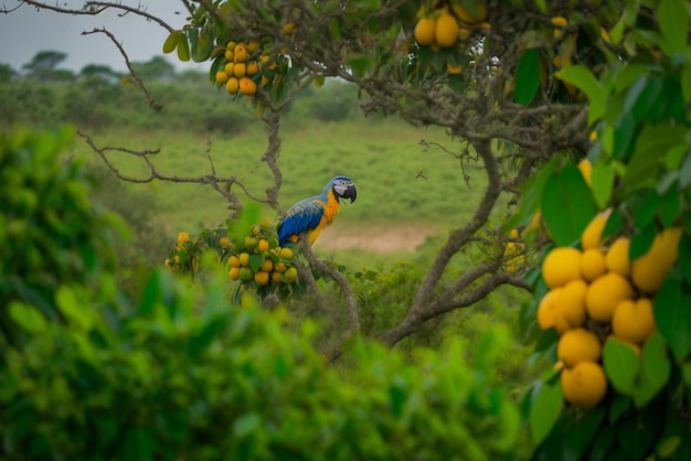 Een blauwgele ara zit in een boom met een groen veld op de achtergrond