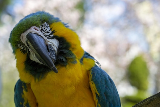 Een blauwgele papegaai met een zwarte snavel