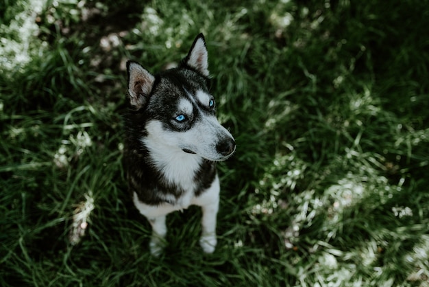 Een blauwogige husky rashond zit