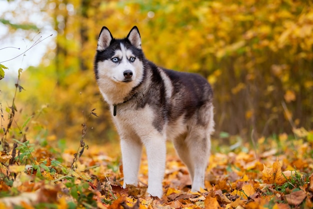 Een blauwogige zwart-witte Siberische Husky staat in gele bladeren in een herfstpark