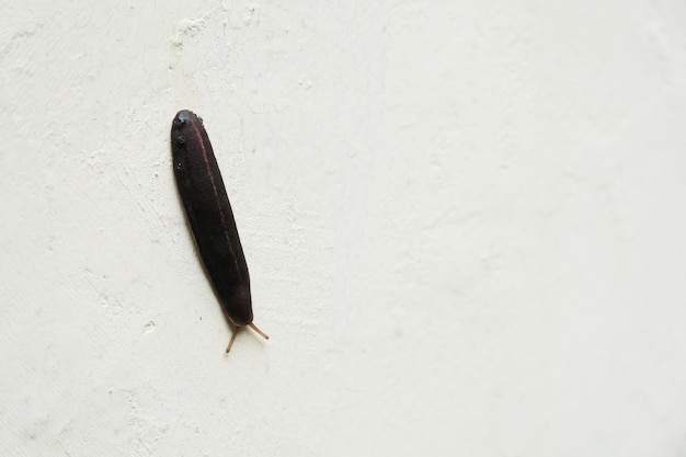 Foto een bloedzuiger op de muur van het huis.