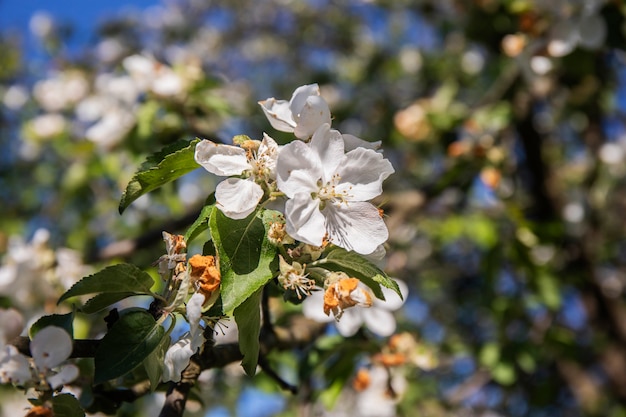 Een bloeiende appelboom in het zonlicht op een zonnige dag.