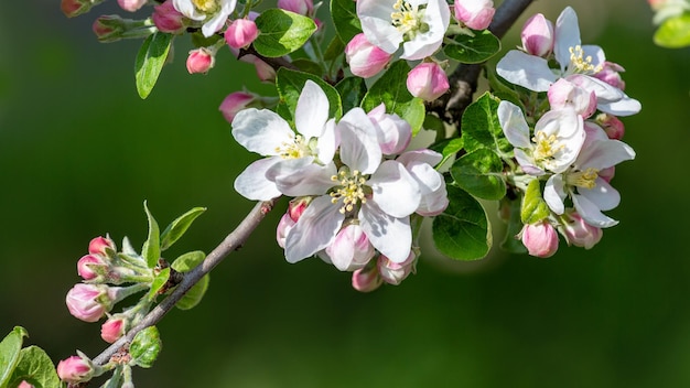 Een bloeiende appelboom op een groene achtergrond. Dichtbij