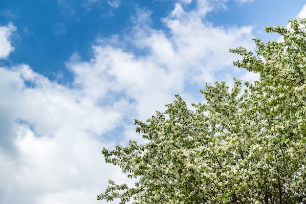 Een bloeiende appelboom tegen een blauwe hemel met witte wolken