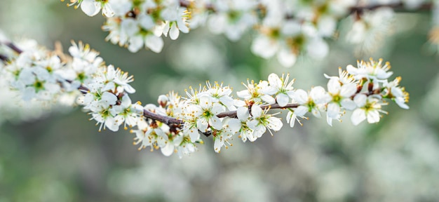 Een bloeiende boomtak op de achtergrond van de natuur. Mooie bloemen lente achtergrond. Selectieve aandacht. Het concept van de lente, Pasen.