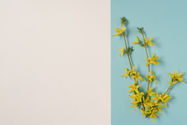 Een bloeiende gele forsythiatak op een witte en blauwe achtergrond. Voorjaarskaart voor Pasen of Moederdag